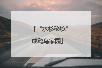 “水杉秘境”成鹭鸟家园