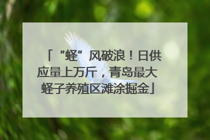 “蛏”风破浪！日供应量上万斤，青岛最大蛏子养殖区滩涂掘金