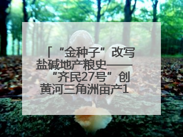 “金种子”改写盐碱地产粮史——“齐民27号”创黄河三角洲亩产1200斤奇迹