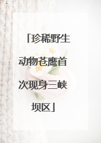 珍稀野生动物苍鹰首次现身三峡坝区