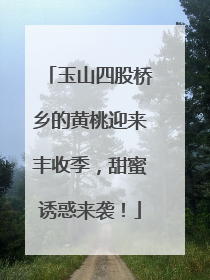 玉山四股桥乡的黄桃迎来丰收季，甜蜜诱惑来袭！