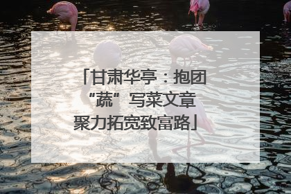 甘肃华亭：抱团“蔬”写菜文章 聚力拓宽致富路