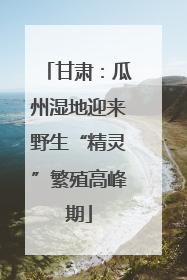 甘肃：瓜州湿地迎来野生“精灵”繁殖高峰期
