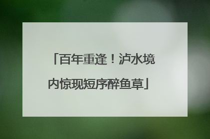 百年重逢！泸水境内惊现短序醉鱼草