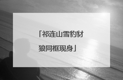 祁连山雪豹豺狼同框现身