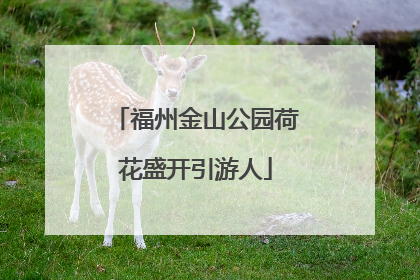 福州金山公园荷花盛开引游人