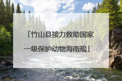 竹山县接力救助国家一级保护动物海南鳽