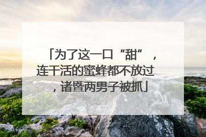 为了这一口“甜”，连干活的蜜蜂都不放过，诸暨两男子被抓