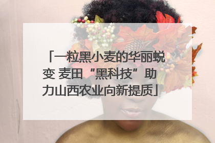 一粒黑小麦的华丽蜕变 麦田“黑科技”助力山西农业向新提质