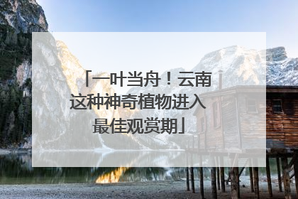 一叶当舟！云南这种神奇植物进入最佳观赏期