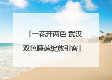 一花开两色 武汉双色睡莲绽放引客