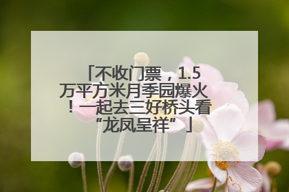 不收门票，1.5万平方米月季园爆火！一起去三好桥头看“龙凤呈祥”