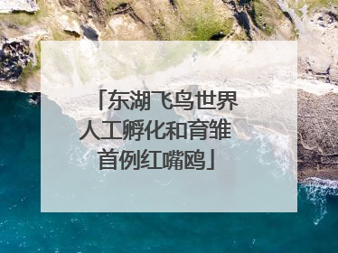 东湖飞鸟世界人工孵化和育雏首例红嘴鸥