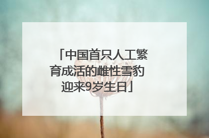 中国首只人工繁育成活的雌性雪豹迎来9岁生日