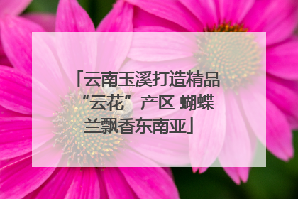 云南玉溪打造精品“云花”产区 蝴蝶兰飘香东南亚