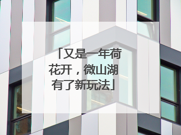 又是一年荷花开，微山湖有了新玩法