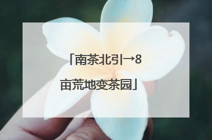 南茶北引→8亩荒地变茶园