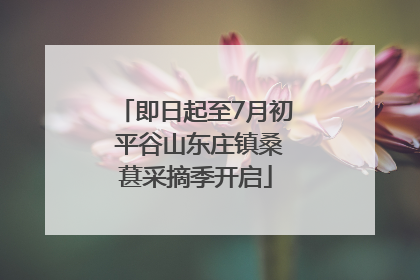 即日起至7月初 平谷山东庄镇桑葚采摘季开启