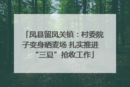 凤县留凤关镇：村委院子变身晒麦场 扎实推进“三夏”抢收工作