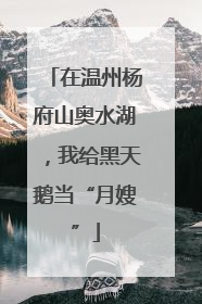 在温州杨府山奥水湖，我给黑天鹅当“月嫂”
