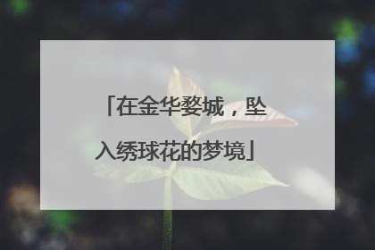 在金华婺城，坠入绣球花的梦境