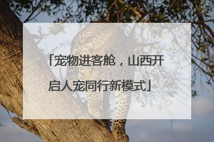 宠物进客舱，山西开启人宠同行新模式