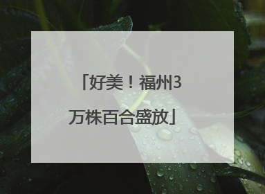 好美！福州3万株百合盛放