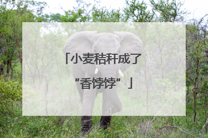 小麦秸秆成了“香饽饽”