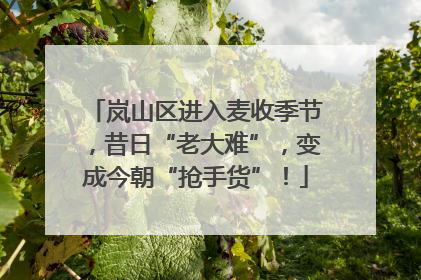 岚山区进入麦收季节，昔日“老大难”，变成今朝“抢手货”！