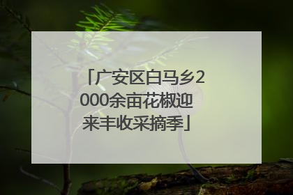 广安区白马乡2000余亩花椒迎来丰收采摘季