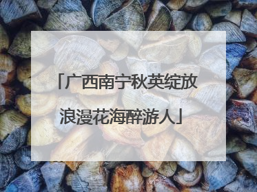 广西南宁秋英绽放 浪漫花海醉游人