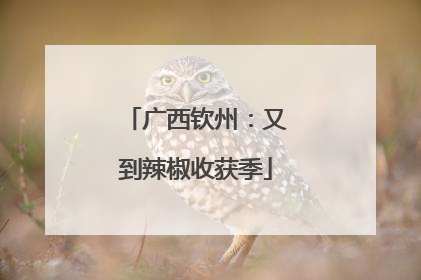 广西钦州：又到辣椒收获季