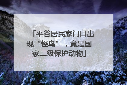 平谷居民家门口出现“怪鸟”，竟是国家二级保护动物