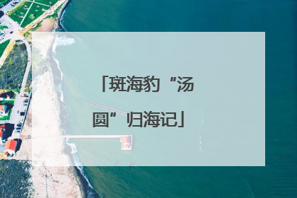 斑海豹“汤圆”归海记