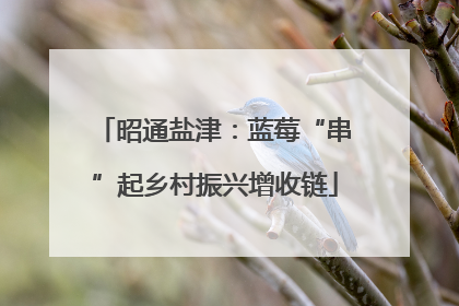 昭通盐津：蓝莓“串”起乡村振兴增收链