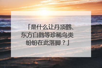 是什么让丹顶鹤、东方白鹳等珍稀鸟类纷纷在此落脚？
