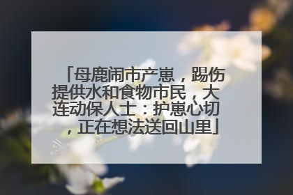 母鹿闹市产崽，踢伤提供水和食物市民，大连动保人士：护崽心切，正在想法送回山里