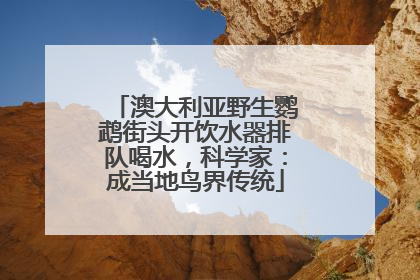 澳大利亚野生鹦鹉街头开饮水器排队喝水，科学家：成当地鸟界传统