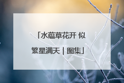 水蕴草花开 似繁星满天｜图集
