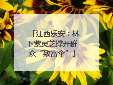 江西乐安:林下紫灵芝撑开群众“致富伞”