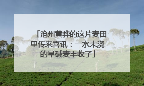 沧州黄骅的这片麦田里传来喜讯：一水未浇的旱碱麦丰收了