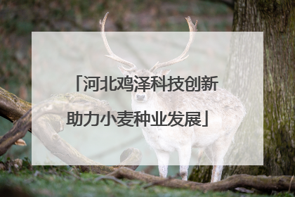 河北鸡泽科技创新助力小麦种业发展
