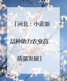 河北：小麦新品种助力农业高质量发展