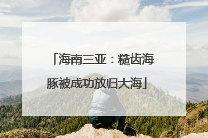 海南三亚：糙齿海豚被成功放归大海