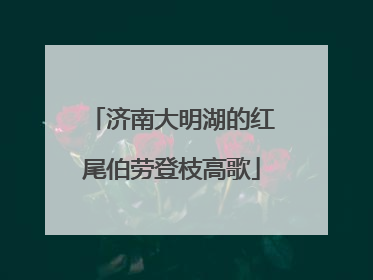 济南大明湖的红尾伯劳登枝高歌
