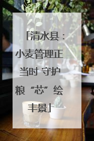 清水县：小麦管理正当时 守护粮“芯”绘丰景