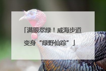 满眼翠绿！威海步道变身“绿野仙踪”