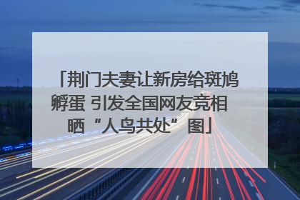荆门夫妻让新房给斑鸠孵蛋 引发全国网友竞相晒“人鸟共处”图