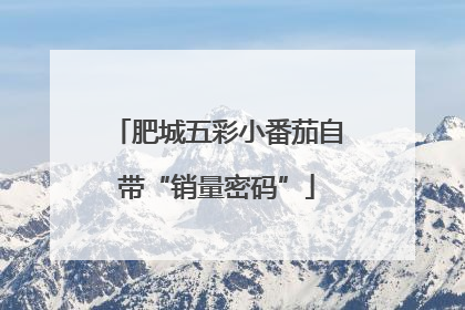 肥城五彩小番茄自带“销量密码”