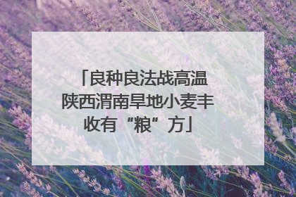 良种良法战高温 陕西渭南旱地小麦丰收有“粮”方